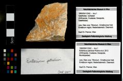 Foto (Objekt + Etikett) von Bullariscus patruliusi (Robins et al., 2013)  (NHMW-GEO-1990-0041-3342)